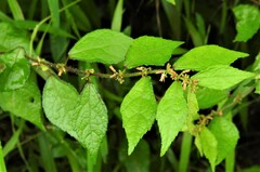 Triumfetta rhomboidea