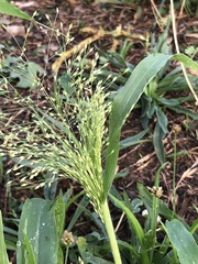 Panicum capillare