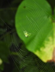 Bijoaraneus mitificus