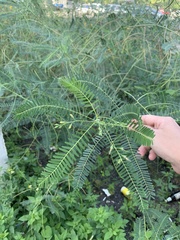 Sesbania cannabina