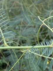 Sesbania cannabina