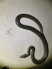 Python bivittatus