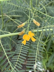Sesbania cannabina