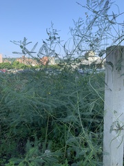 Sesbania cannabina