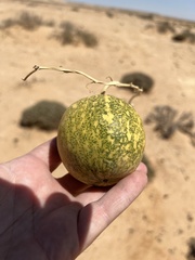 Citrullus amarus