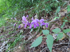 Desmodium cuspidatum