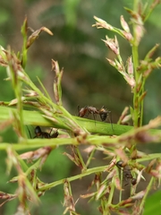 Camponotus nicobarensis