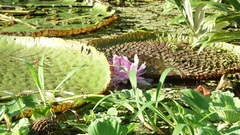 Victoria amazonica