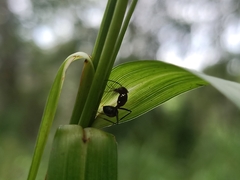 Camponotus nicobarensis