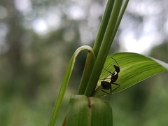 Camponotus nicobarensis