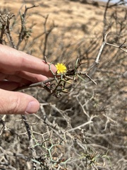Launaea arborescens