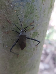 Notobitus meleagris