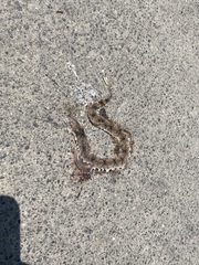 Deinagkistrodon acutus