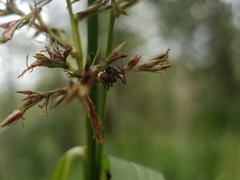 Camponotus nicobarensis