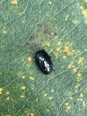Phratora
