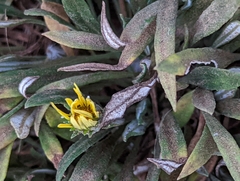 Gazania rigens