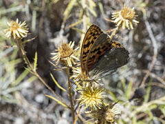 Argynnis pandora