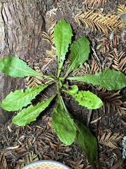 Taraxacum officinale