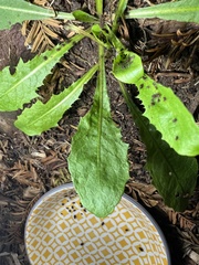 Taraxacum officinale
