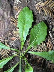 Taraxacum officinale