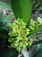 Daphne laureola