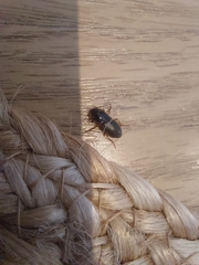 Harpalus rufipes