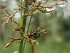 Camponotus nicobarensis