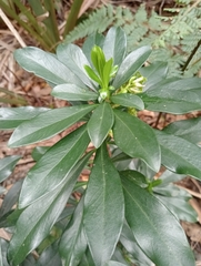Daphne laureola