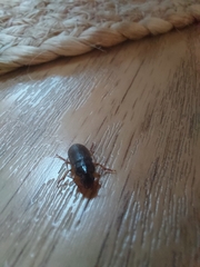 Harpalus rufipes