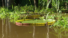 Victoria amazonica