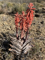 Gonialoe variegata