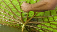 Victoria amazonica