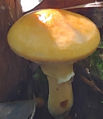 Suillus
