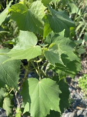 Hibiscus makinoi