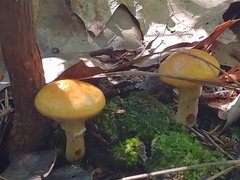 Suillus
