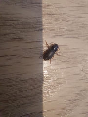 Harpalus rufipes