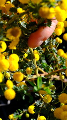 Acacia