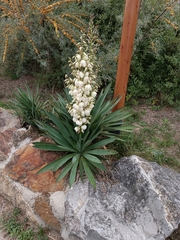 Yucca gloriosa