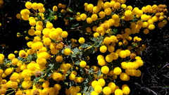 Acacia