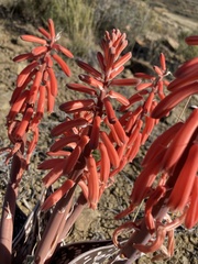 Gonialoe variegata