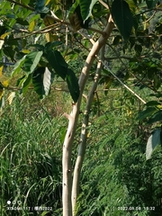 Ficus variegata garciae