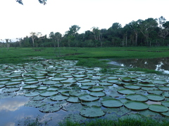Victoria amazonica