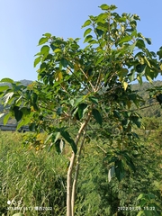 Ficus variegata garciae