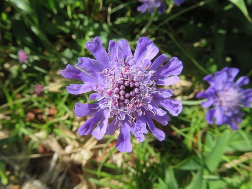 Image of Scabiosa japonica by (c) Marco Mussita, some rights reserved (CC BY)