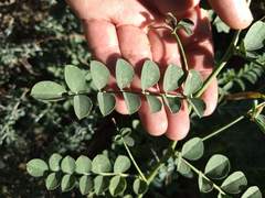 Hosackia crassifolia crassifolia
