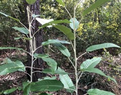 Astrotricha latifolia