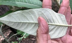 Astrotricha latifolia