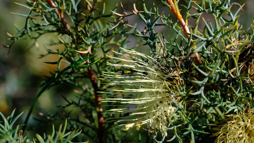 Image of Banksia fraseri by (c) Peter Crowcroft, some rights reserved (CC BY)