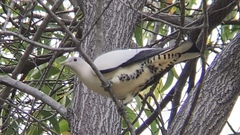 Ducula spilorrhoa