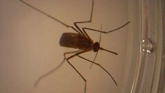 Culicinae